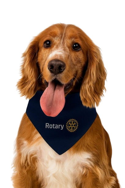 Tutoriel faire un chien avec des pompons en laine Tutoriel faire un chien avec des pompons en laine