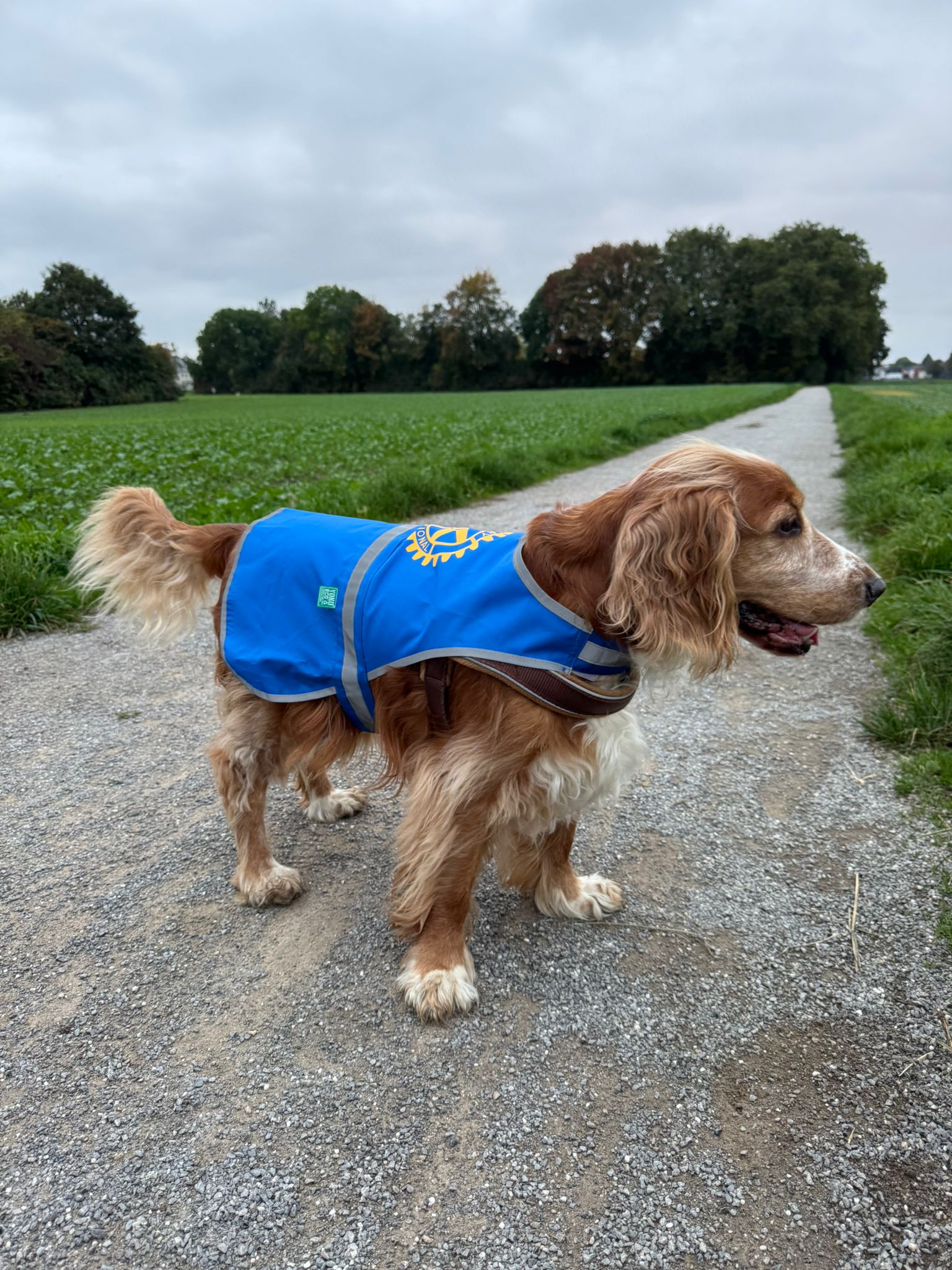 Hundewarnweste
